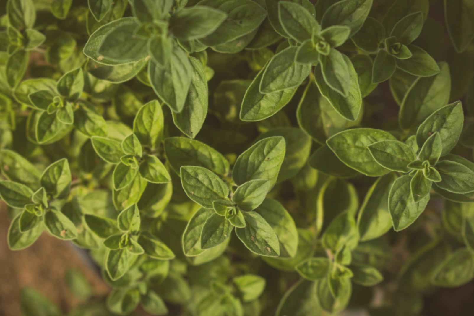 Професійна кухня з навчальним обладнанням